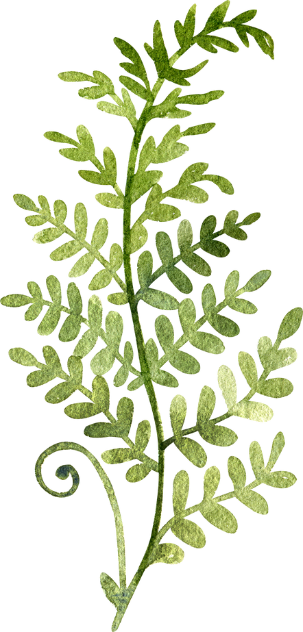 Watercolor fern branch